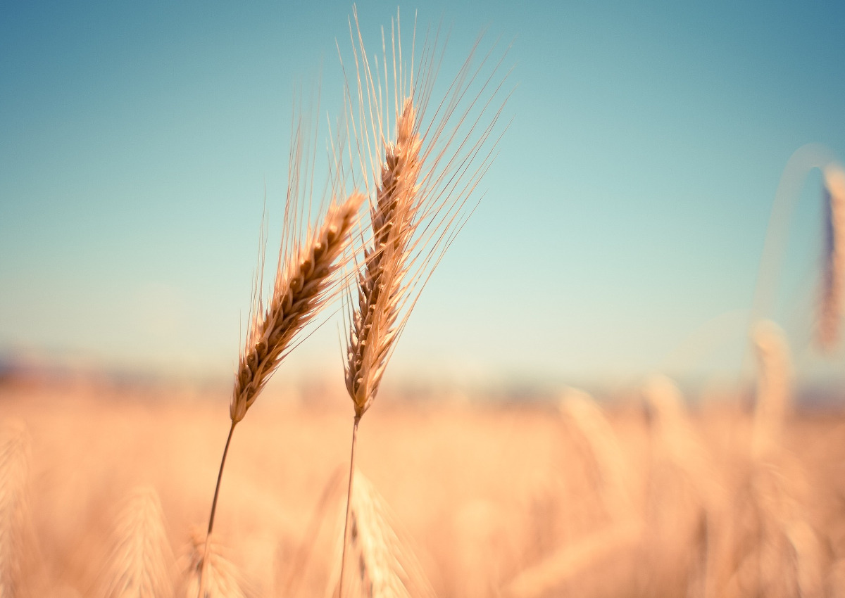 Quanto grano in meno arriverà all'Italia senza l'accordo con Mosca?