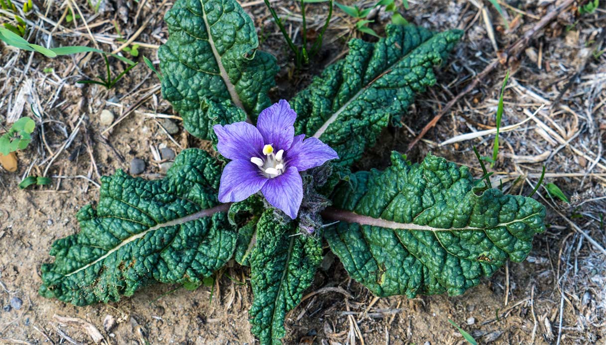 Mangiano degli spinaci e finiscono in ospedale: era mandragola, un erba velenosa