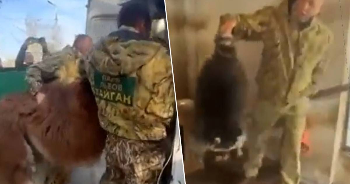 I russi in ritirata rubano un procione dallo zoo di Kherson. Gli ucraini: "Ridatecelo, in cambio 10 prigionieri"