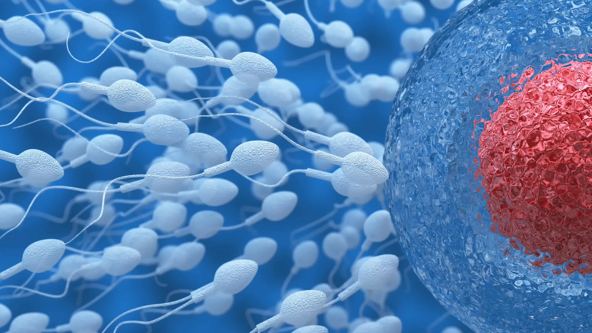 Uno studio accerta che è dimezzato il numero degli spermatozoi negli ultimi 40 anni: ma i motivi restano sconosciuti