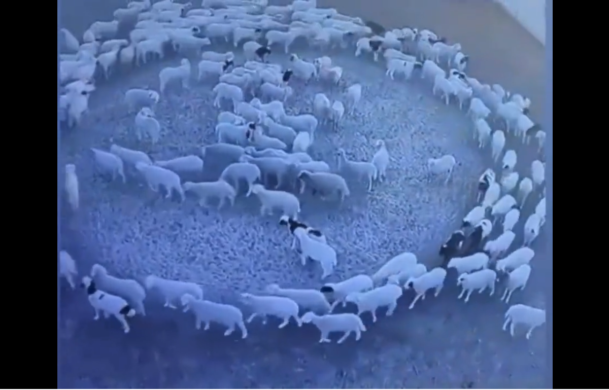 Svelato il mistero: ecco perché le pecore della Mongolia giravano in cerchio
