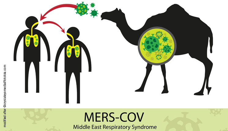 Cosa è la Mers-CoV? Sintomi e rischi del virus portato dai tifosi di ritorno dal Qatar