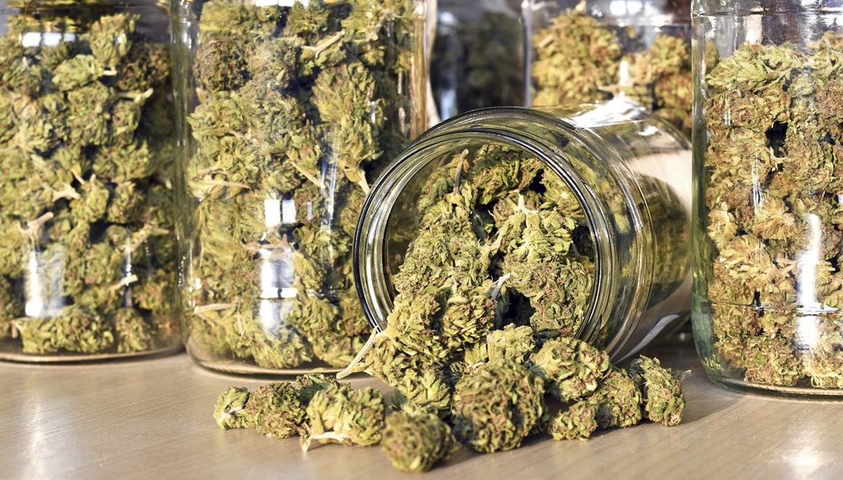 Le proprietà benefiche della Marijuana legale