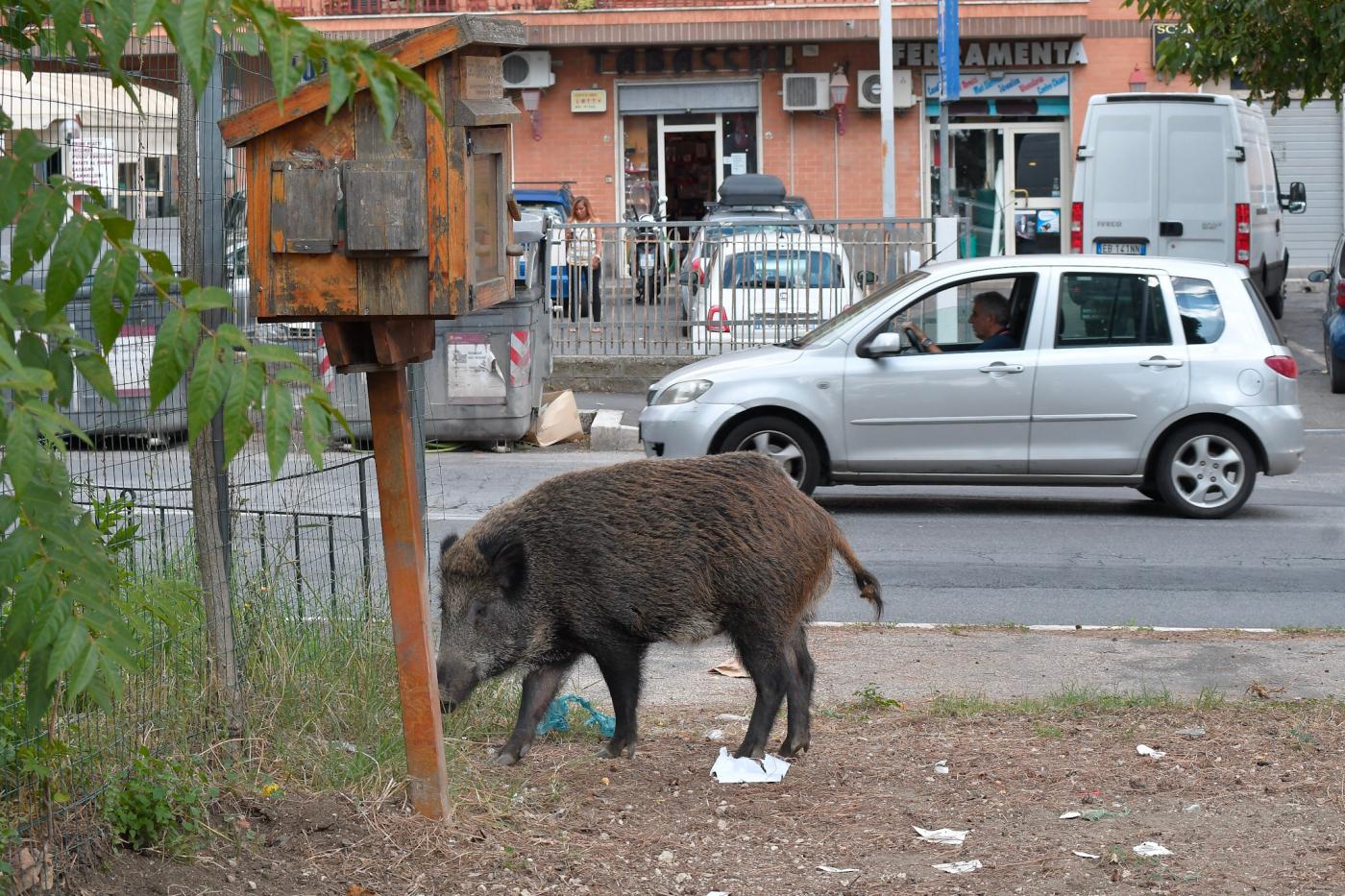 Motociclista investe un cinghiale e ora rischia la vita: l'impatto su Via Cassia