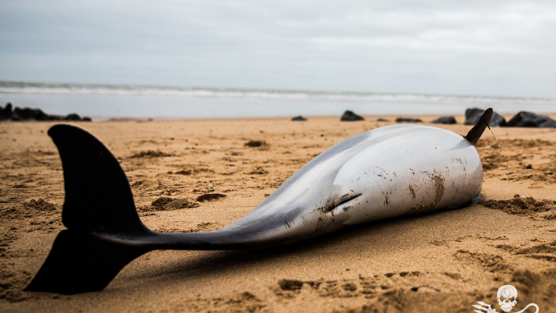 In Francia c'è un'emergenza che si chiama: delfini spiaggiati