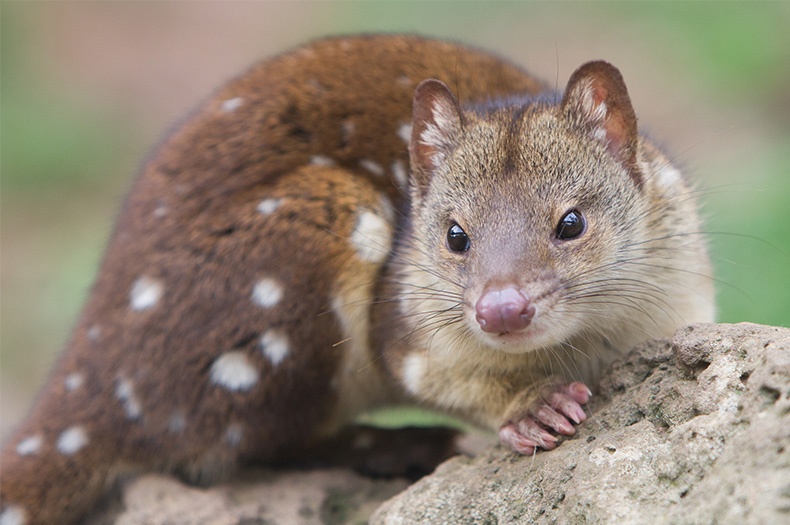 Quoll a rischio estinzione perché fa troppo sesso