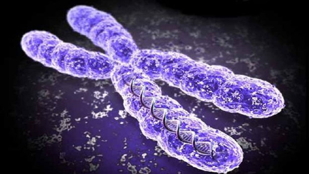 Importante scoperta contro il cancro: alle estremità dei cromosomi ci sono 'molecole anti-età'