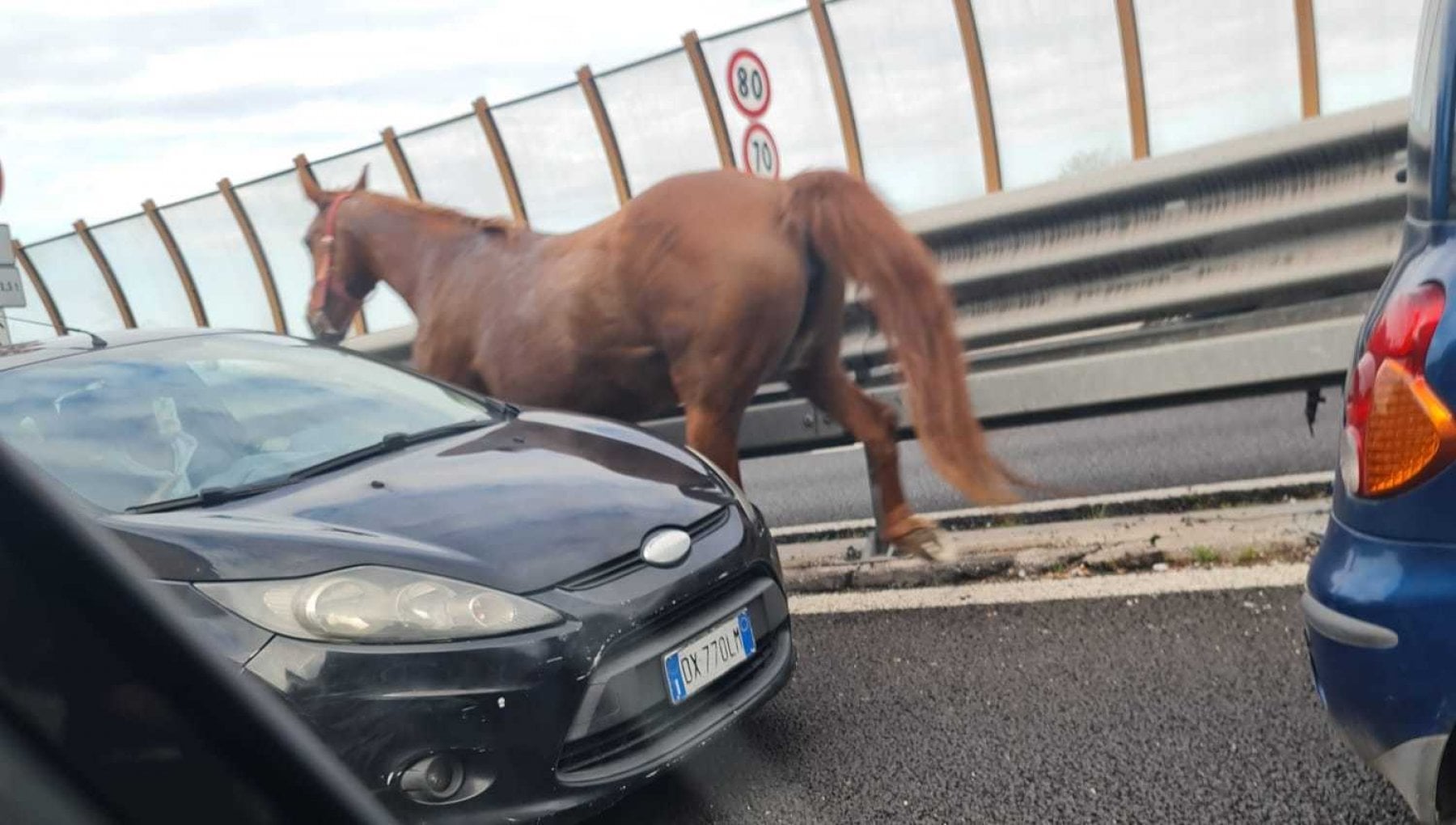 Un cavallo al galoppo in Tangenziale: traffico paralizzato a Napoli dalla clamorosa scena