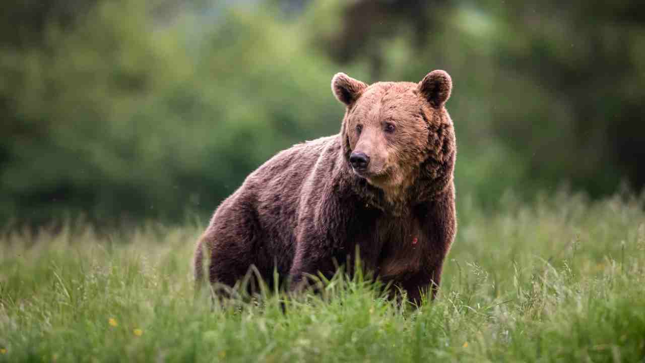 Trentino, la Lav si appella al Quirinale contro l'abbattimento degli orsi: "Fermi il delirio di Fugatti"