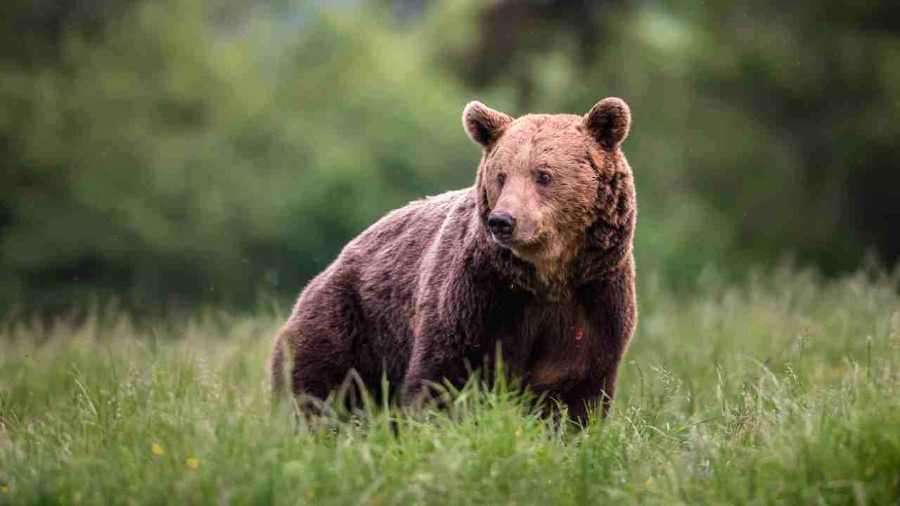 Runner morto, anche l'orso Mj5 dovrà essere abbattuto: "Ha già aggredito un uomo"