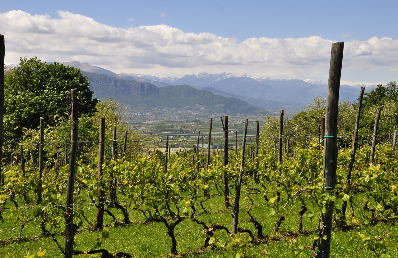 Il Trentino emerge come una delle capitali enologiche italiane di fama mondiale