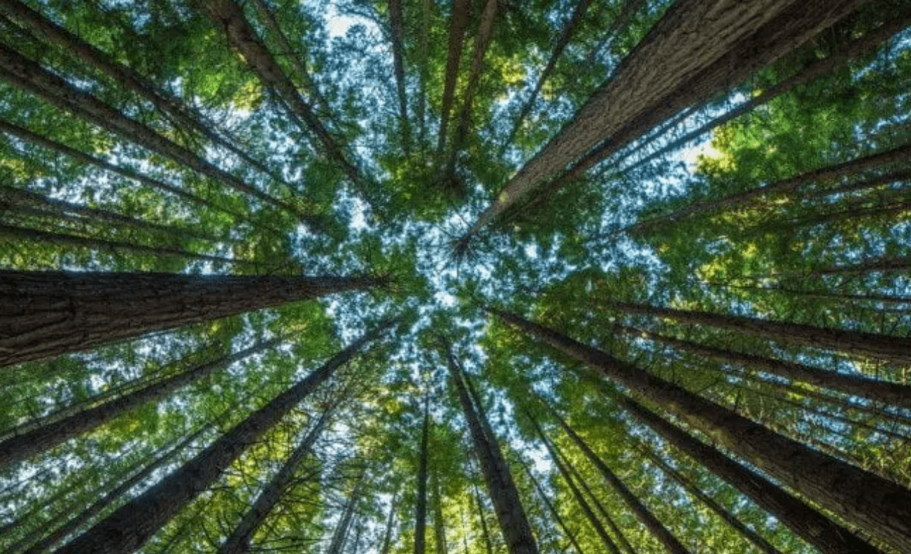 Come studiare gli alberi con i cubesat: la reazione alla crisi climatica