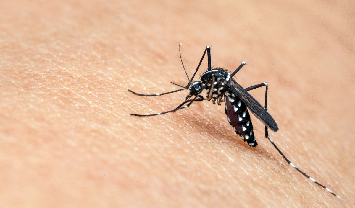 Uno studio svela i segreti delle zanzare: verso una protezione efficace