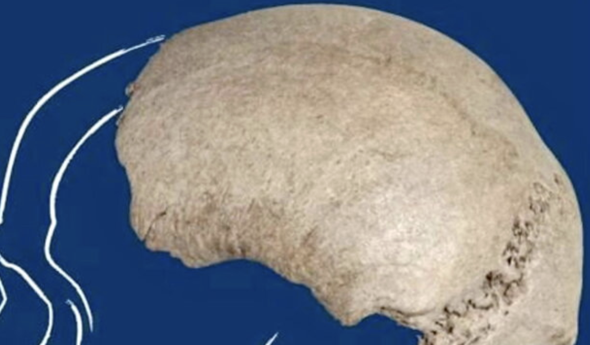 Il cranio di un homo sapiens scoperto nel letto del Po