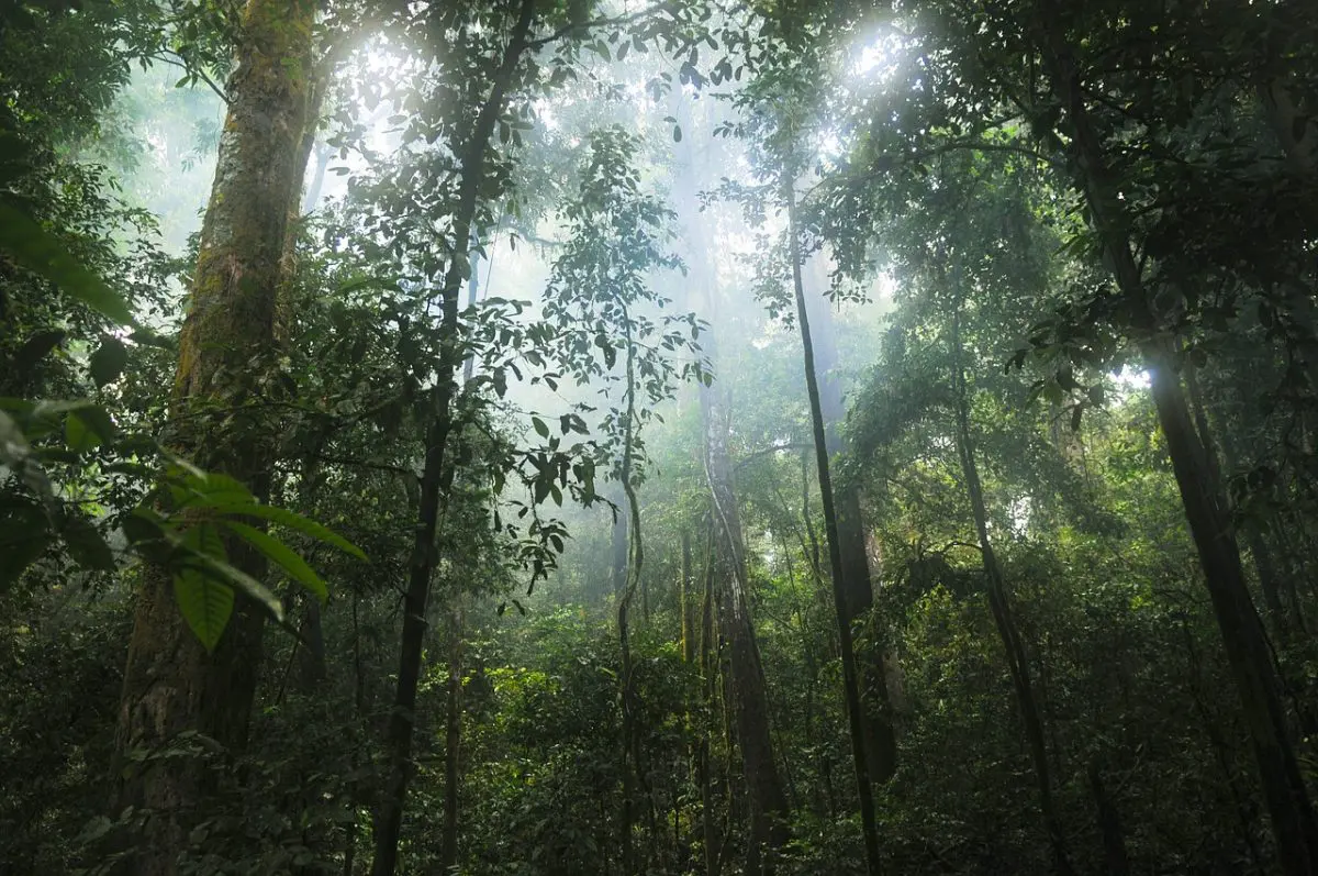 Amazzonia: l'Ue lancia in Colombia un programma di conservazione