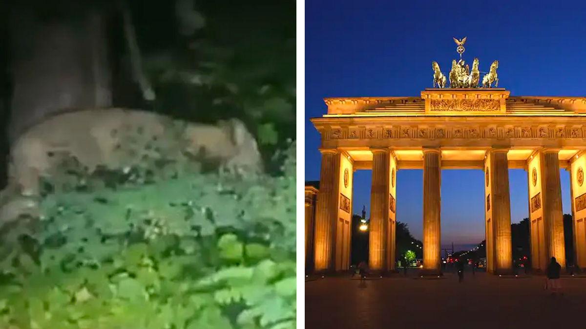 Una leonessa a spasso per Berlino: "Restate in casa e proteggete gli animali domestici"