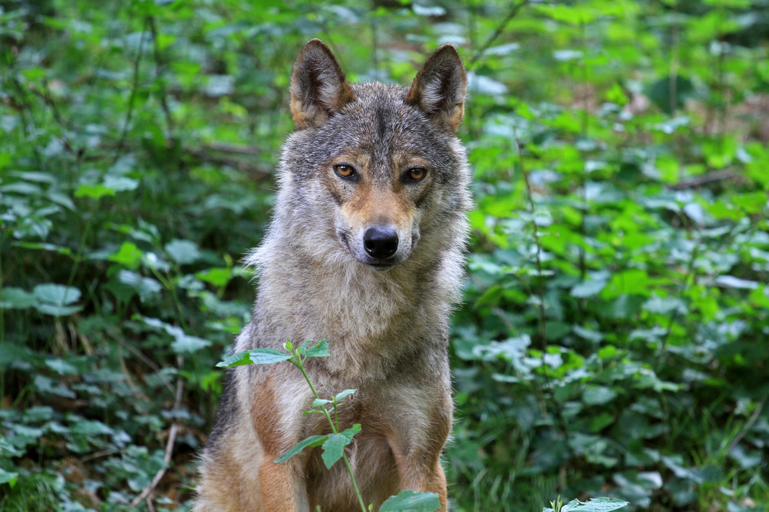 Trentino, Fugatti firma per l'abbattimento di due lupi: è la prima volta in Italia