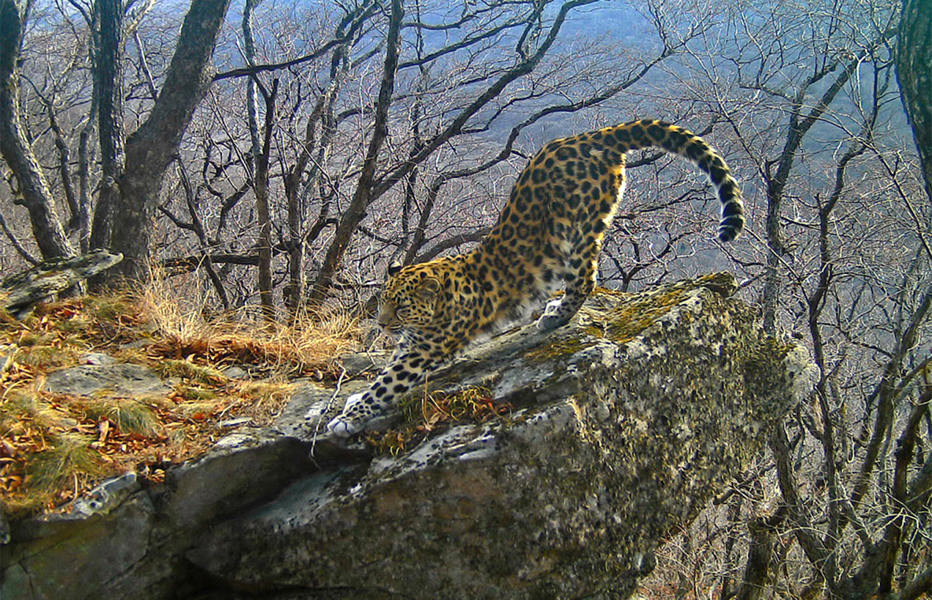 Russia e Cina: accordo per un'area protetta per tigri e leopardi