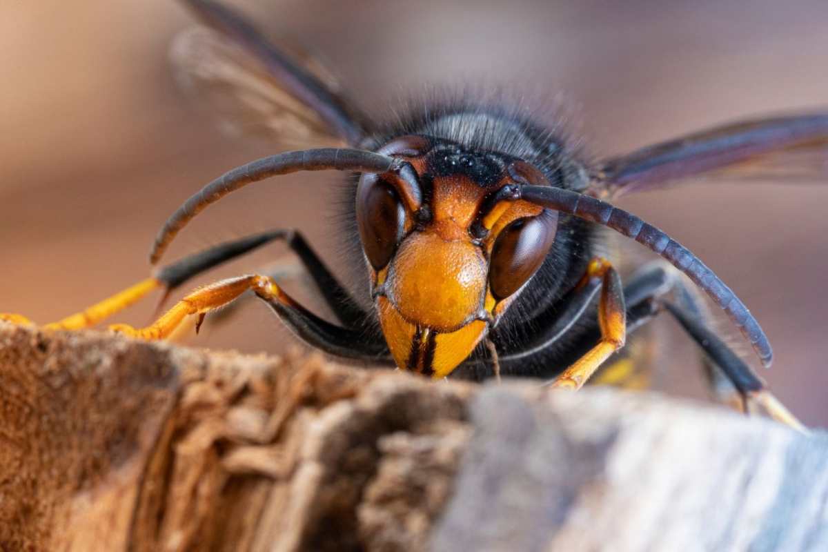 Il calabrone: differenze dalla vespa, effetti della puntura, rischi e rimedi