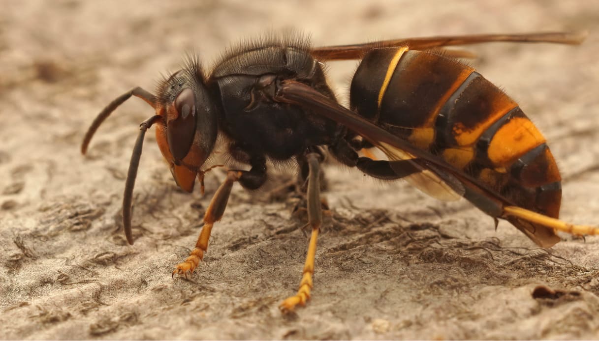 Anziana punta da un calabrone muore nel giardino di casa: è il secondo caso in pochi giorni