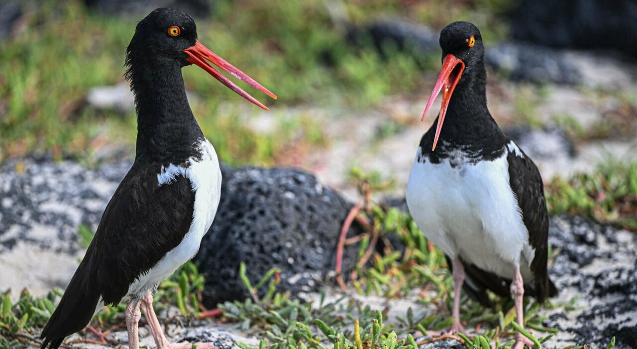 Galapagos, allarme per la morte di decine di uccelli