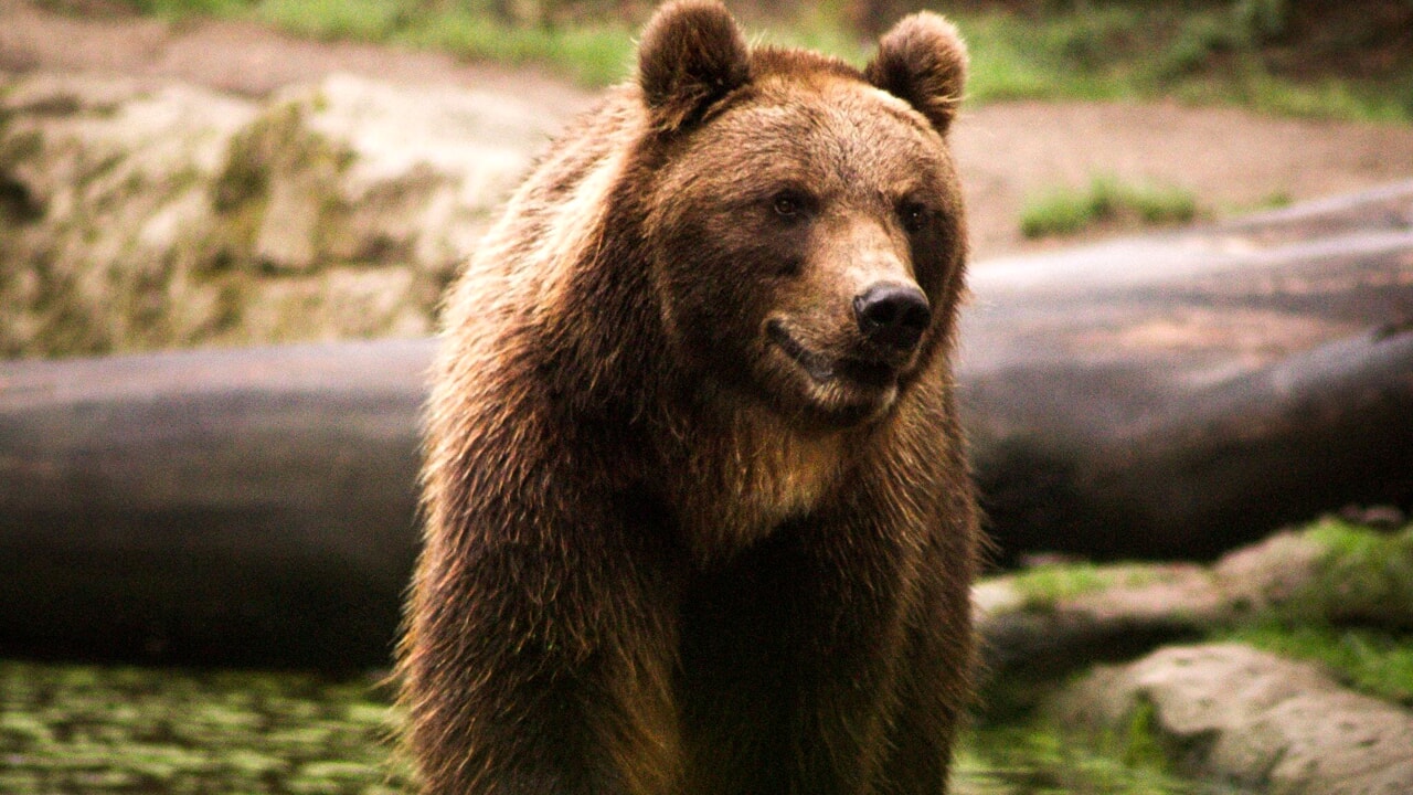 Morta l'orsa F36: Fugatti aveva firmato per il suo abbattimento