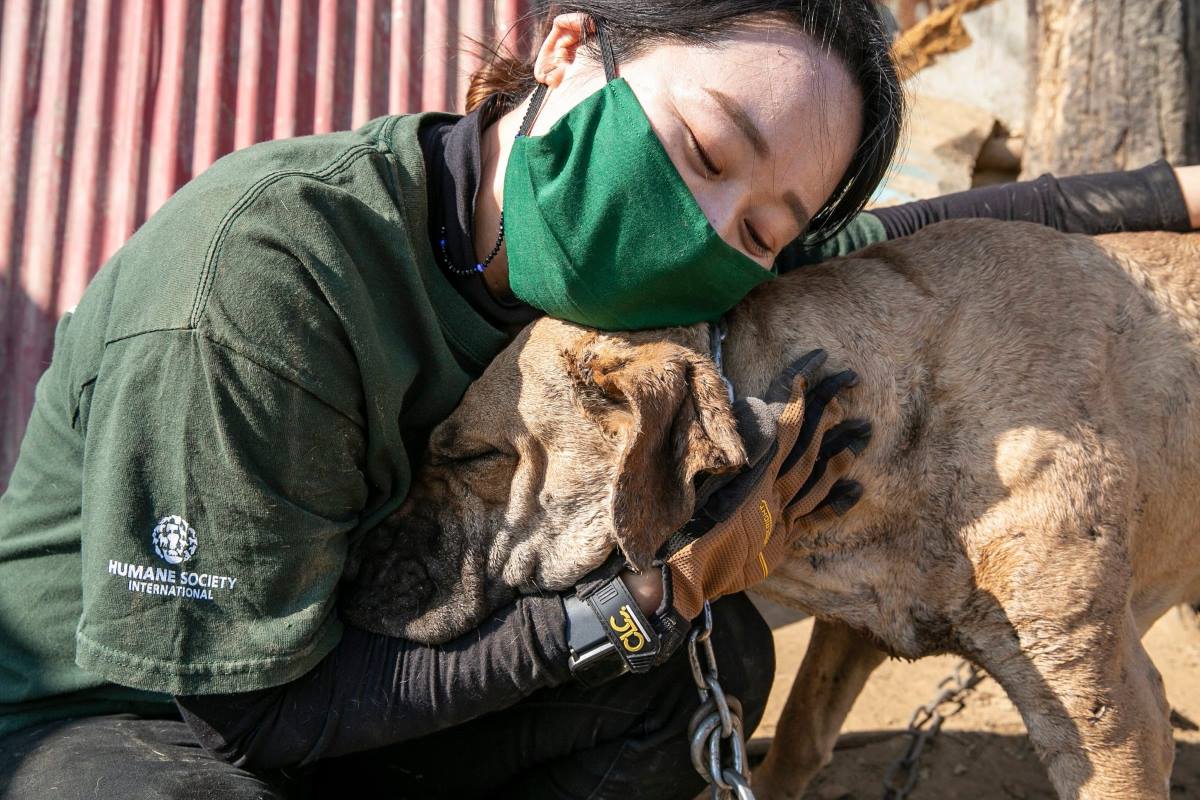 La Corea del Sud mette al bando la carne di cane: "E' una rivoluzione culturale"
