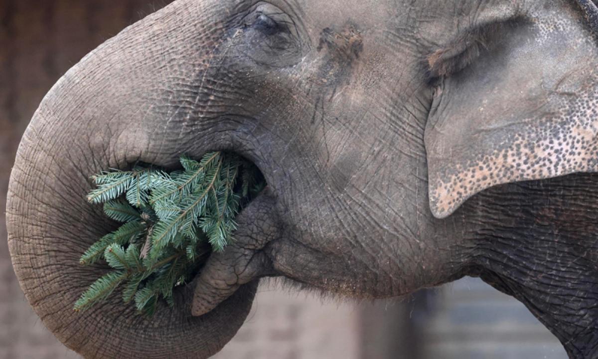 Scoperto in Africa il primo elefante maschio senza zanne: è una difesa 'genetica' contro i bracconieri