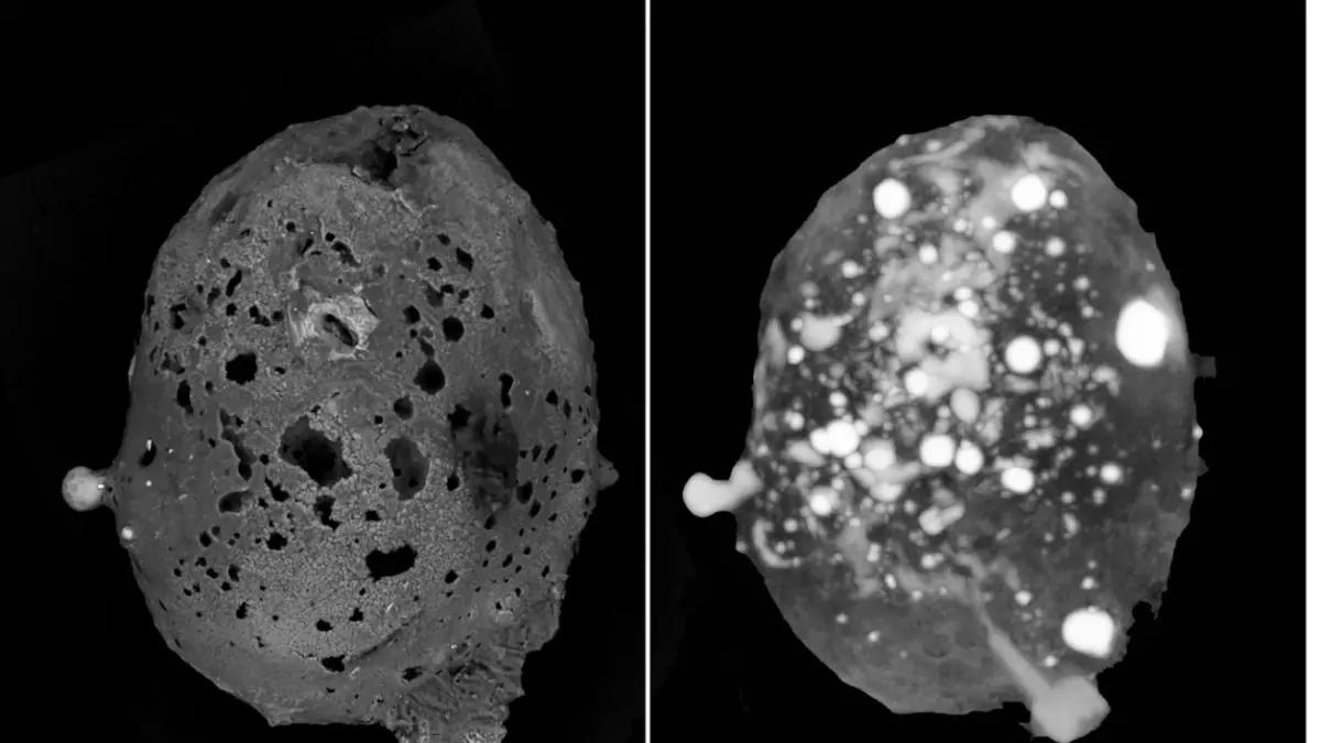 Scoperto in Calabria uno dei meteoriti più rari del mondo
