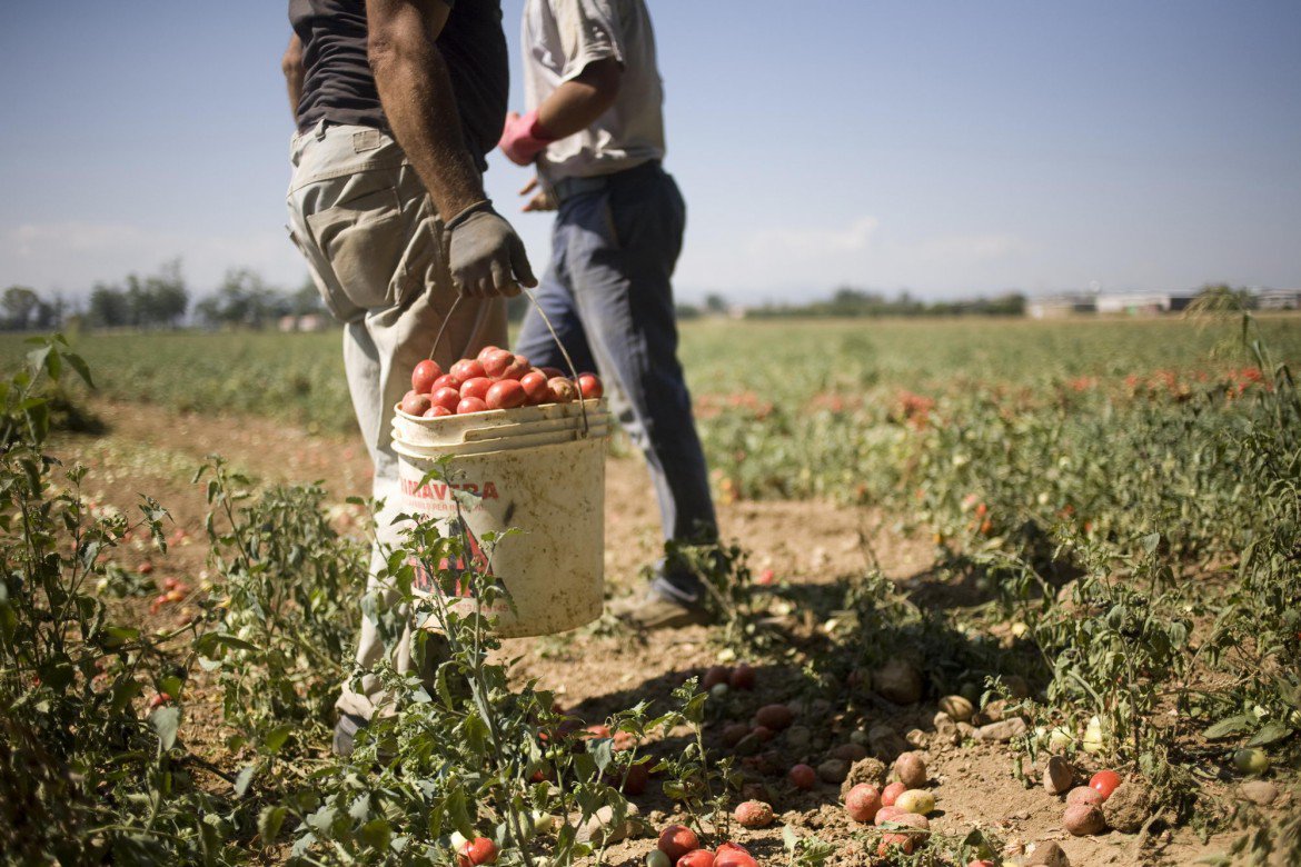Prendevano a cinghiate i lavoratori dei campi e li lasciavano senza cure: denunciati 4 imprenditori agricoli