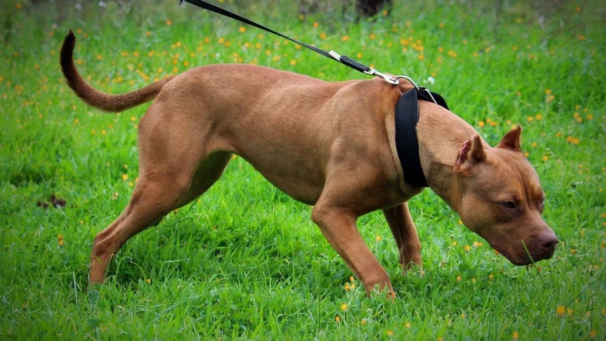 Un pitbull ha azzannato una bimba di due anni e mezzo, che giocava con la gemellina: la bambina è grave