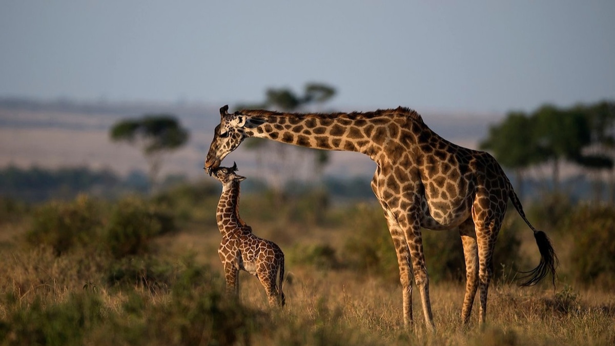Le macchie delle giraffe: un mistero in più sulla loro sopravvivenza