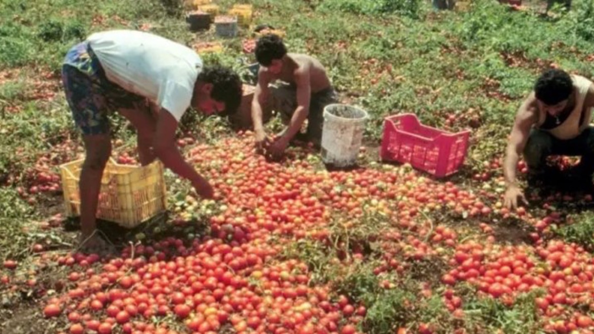 Agromafie e caporalato: a Siena il VII Rapporto che racconta lo sfruttamento nel settore agricolo