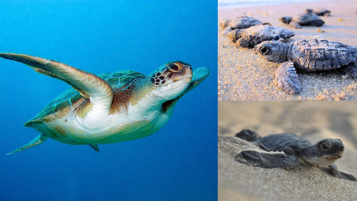 Caretta caretta: la stagione riproduttiva italiana supera ogni aspettativa