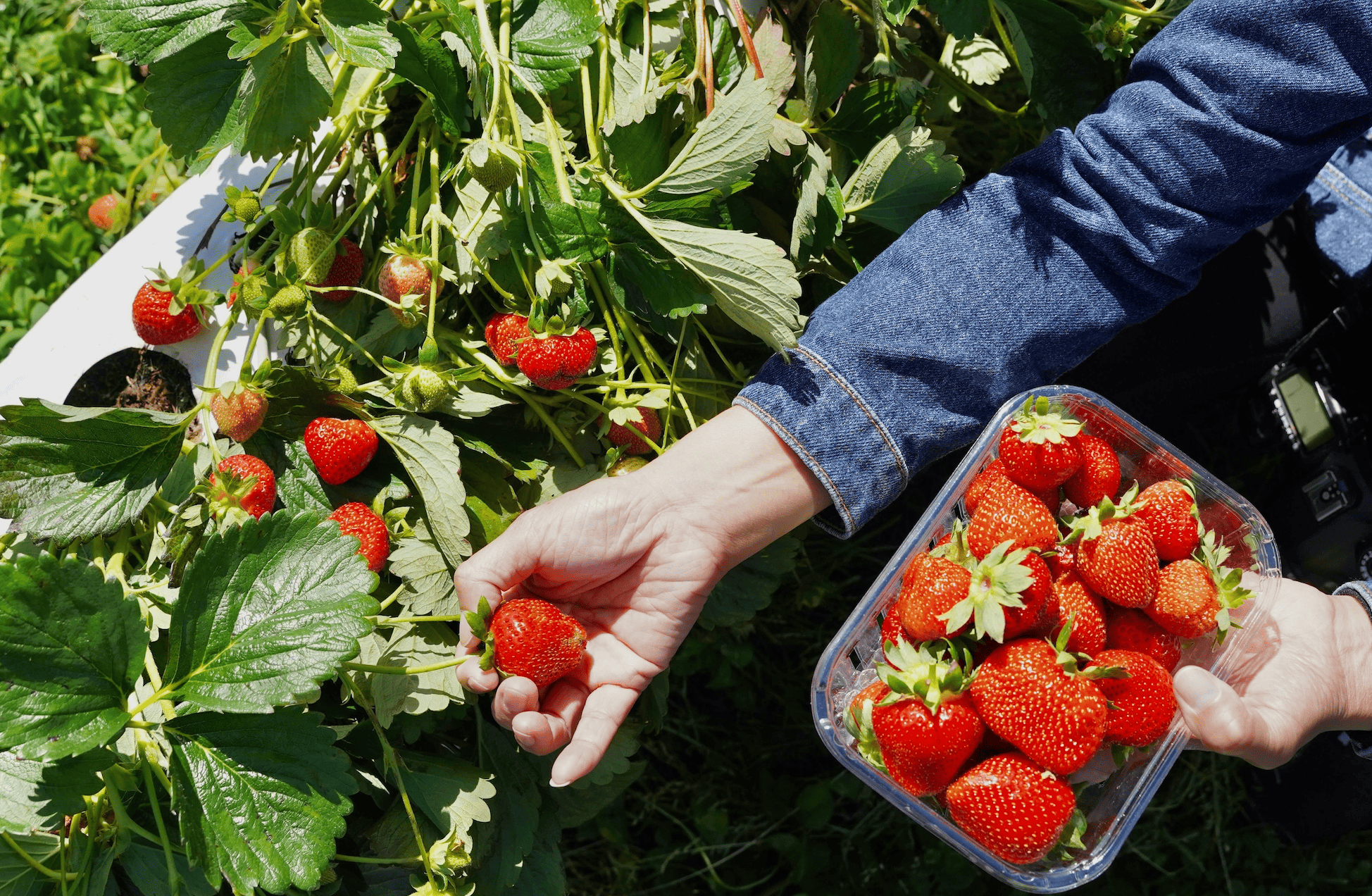 Cosa piantare nell’orto a marzo: coltivare le fragole passo dopo passo