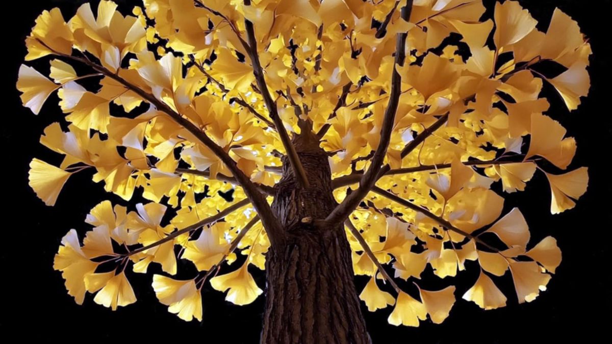 "Vanishing Trees", la tecnologia che salva gli alberi in via d'estinzione