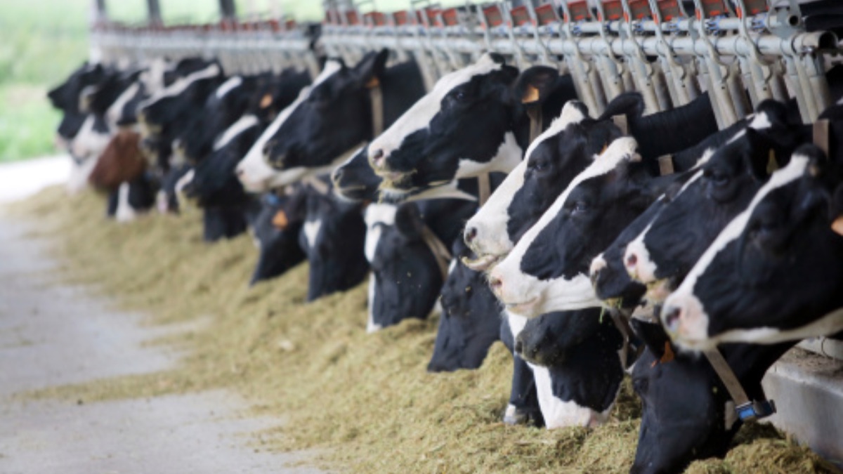 Pianura Padana, gli allevamenti intensivi tra le principali cause dell'inquinamento