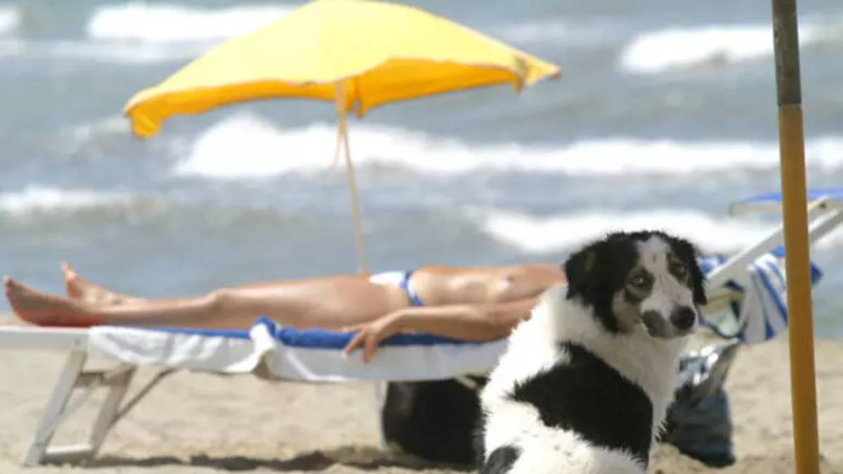Il turismo cambia ed &egrave; sempre pi&ugrave; a misura di pet, ma non mancano le difficolt&agrave;