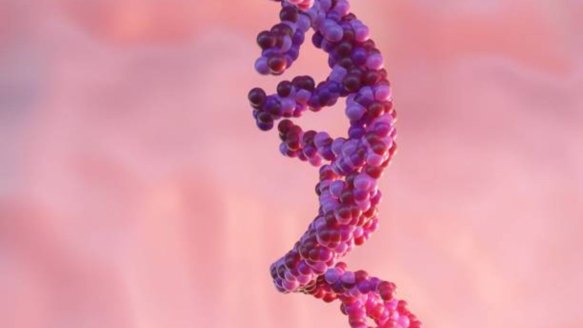 Genetica e longevit&agrave;: una nuova scoperta
