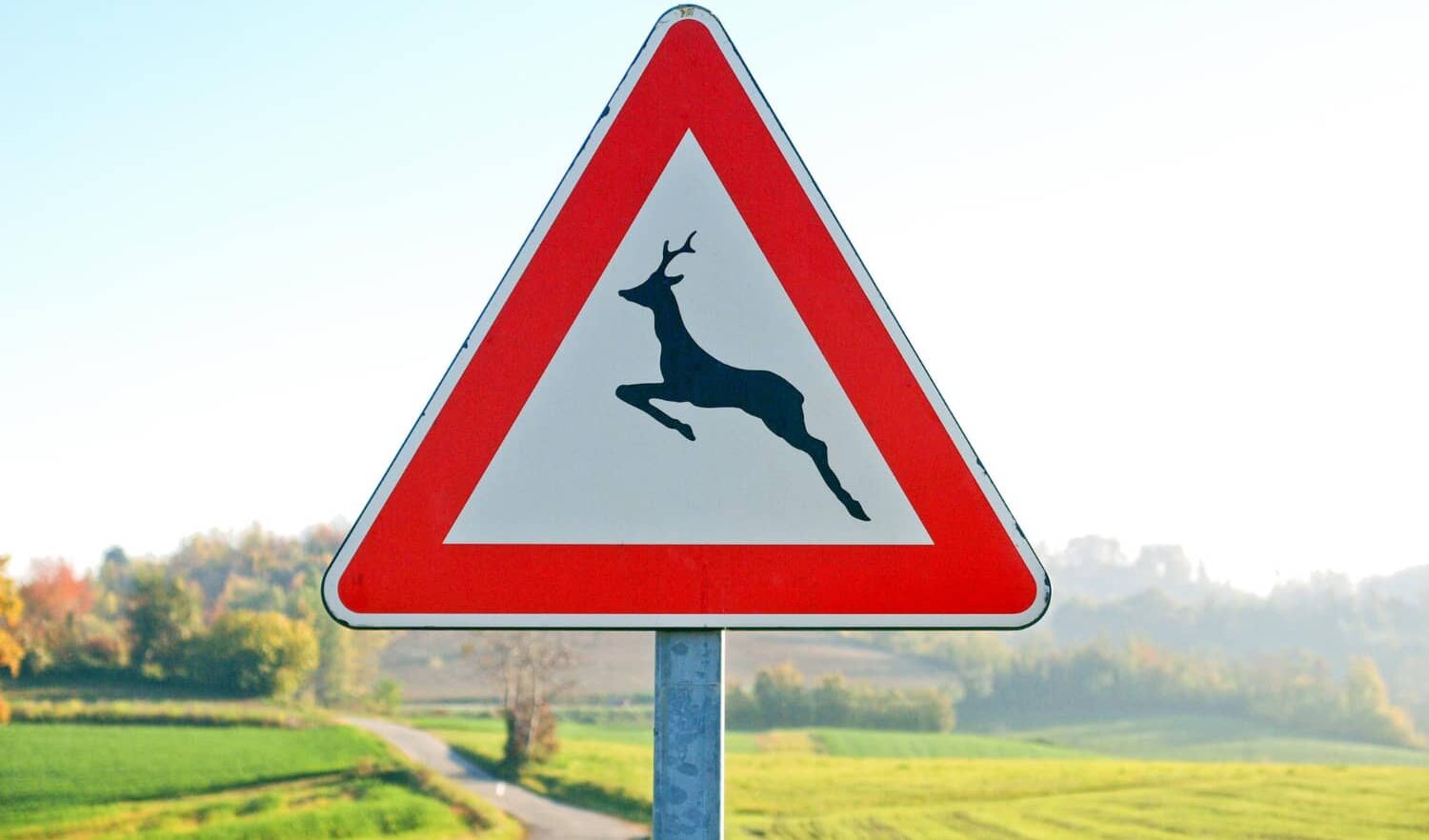 Fauna selvatica e sicurezza stradale: come proteggere automobilisti e animali Fauna selvatica e sicurezza stradale: come proteggere automobilisti e animali